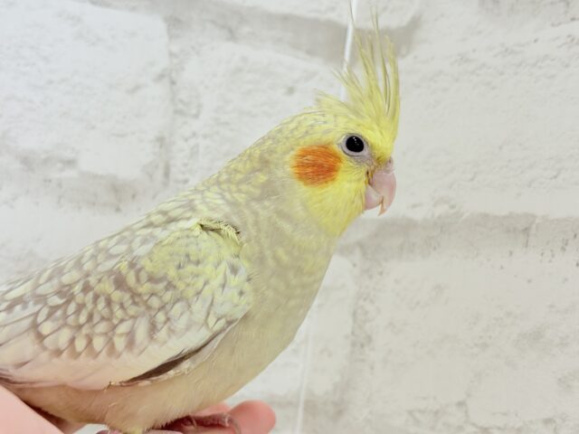 オカメインコ