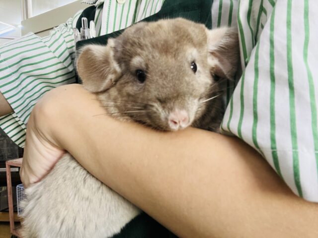最新動画&画像更新♡触れるよ♡チンチラのシナモンカラーの女の子入舎しました! チンチラ