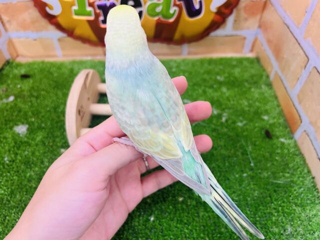 セキセイインコ