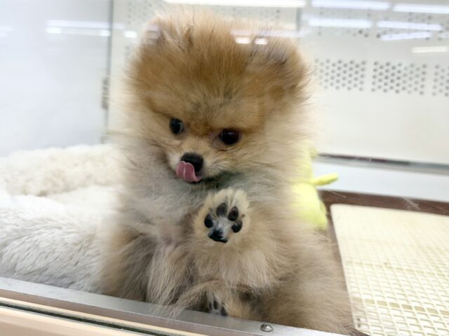 最新画像📸ポメラニアン(オレンジ)男の子♫ちみっこ毛玉ちゃん💕 ポメラニアン