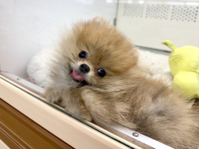 最新画像📸ポメラニアン(オレンジ)男の子♫ちみっこ毛玉ちゃん💕 ポメラニアン