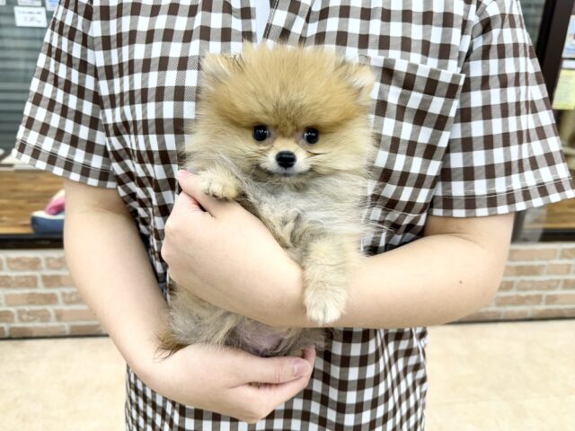 最新画像📸ポメラニアン(オレンジ)男の子♫ちみっこ毛玉ちゃん💕 ポメラニアン