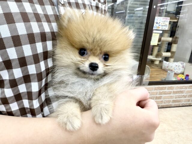 最新画像📸ポメラニアン(オレンジ)男の子♫ちみっこ毛玉ちゃん💕 ポメラニアン