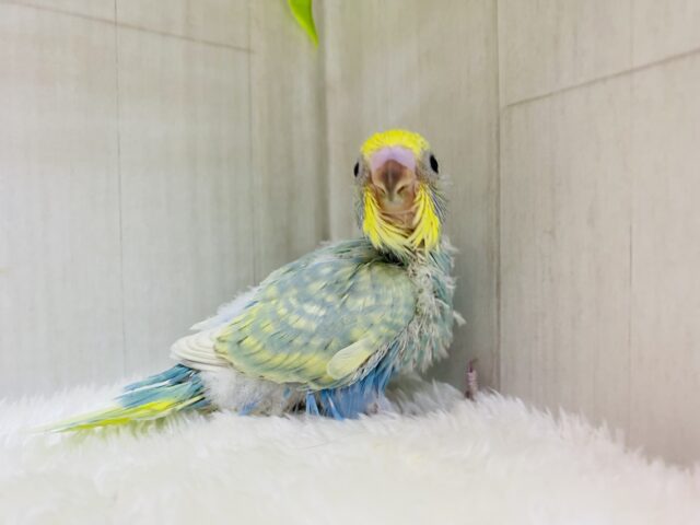 セキセイインコ