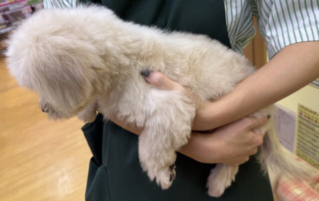 11/28最新📷どすこい体型のペキプーくん☺️ ペキプー