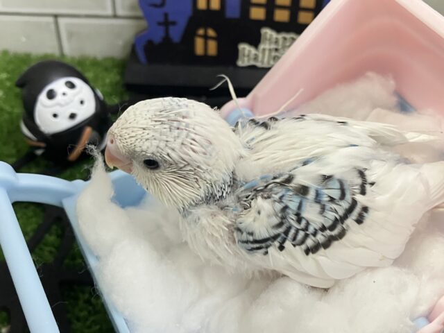 ✨最新画像✨モクモク💭💞雲にLet’s painting🎨·͜·⋆꙳セキセイインコ(ブルーパイド/2025年9月生まれ) セキセイインコ