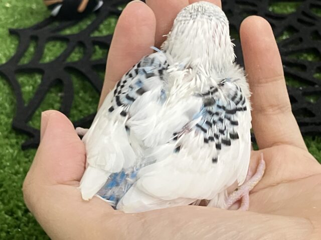 ✨最新画像✨モクモク💭💞雲にLet’s painting🎨·͜·⋆꙳セキセイインコ(ブルーパイド/2025年9月生まれ) セキセイインコ