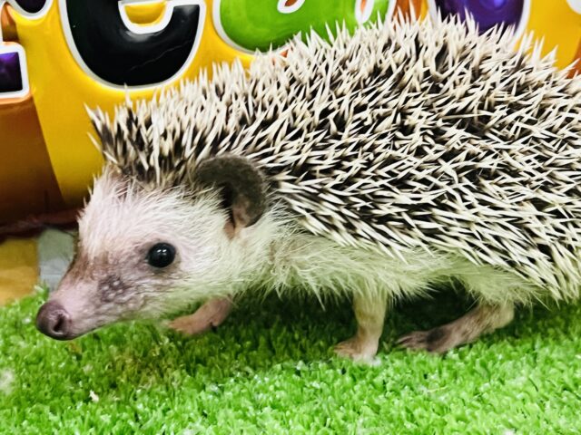 ハリネズミ（ヨツユビハリネズミ）