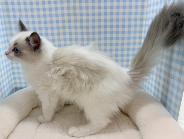 最新📷美猫降臨!ラグドールの女の子! ラグドール