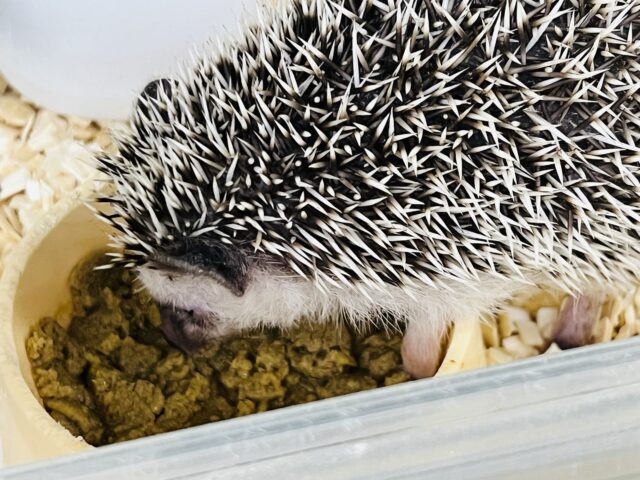 ハリネズミ（ヨツユビハリネズミ）