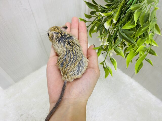 ジャイアントジャービル（オオスナネズミ）