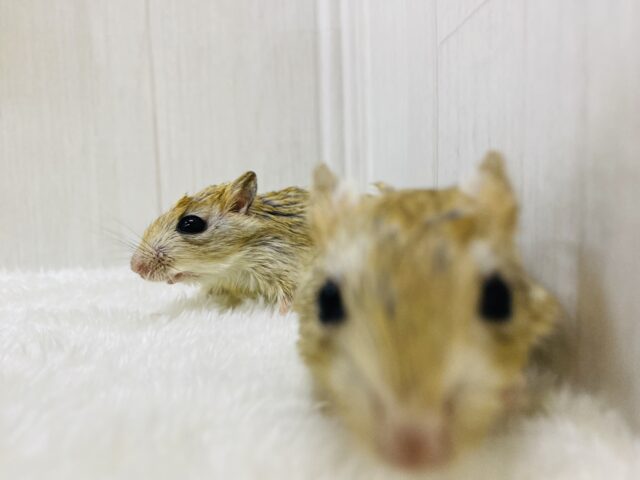 ジャイアントジャービル（オオスナネズミ）