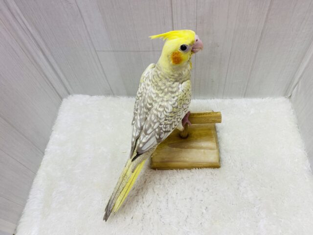 オカメインコ