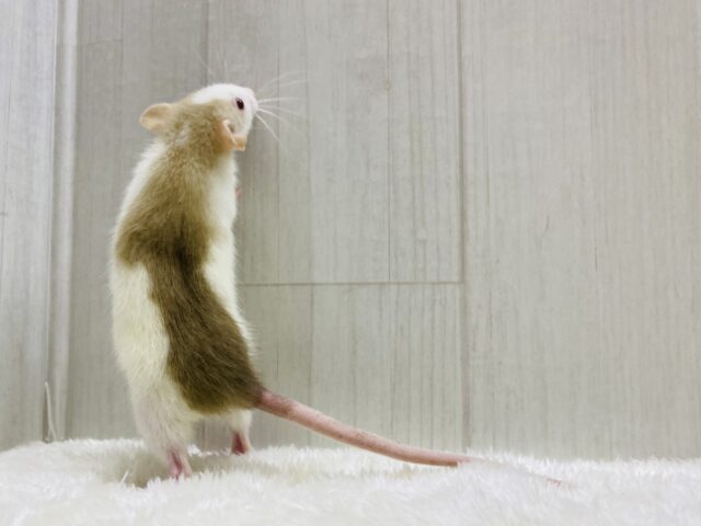 ファンシーラット