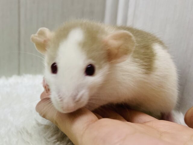 ファンシーラット