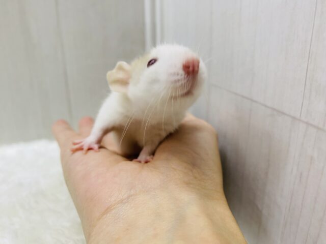 ファンシーラット