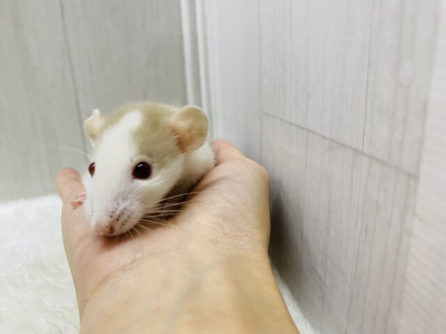 ファンシーラット