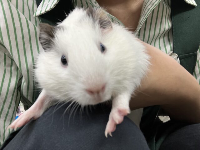 イングリッシュモルモット