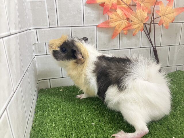 アビシニアンモルモット