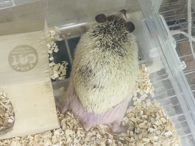 ハリネズミ（ヨツユビハリネズミ）