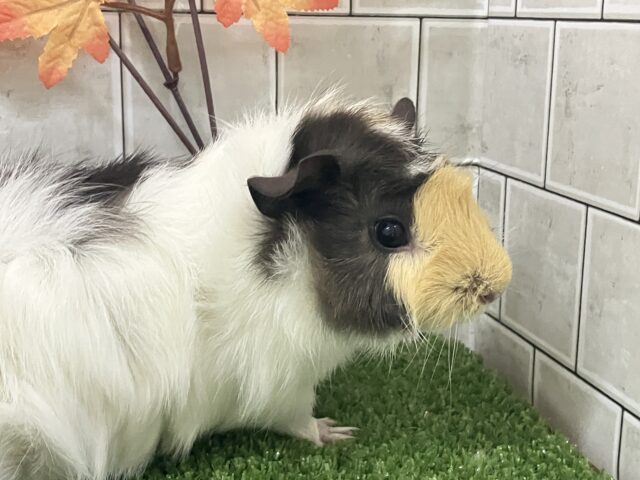 アビシニアンモルモット