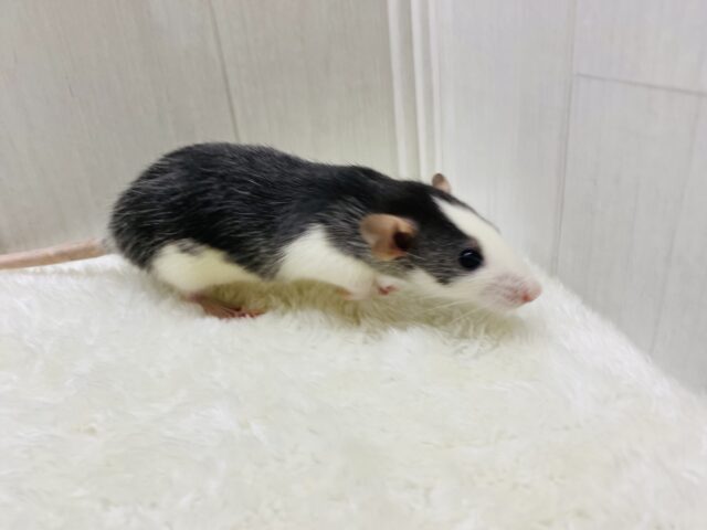 ファンシーラット