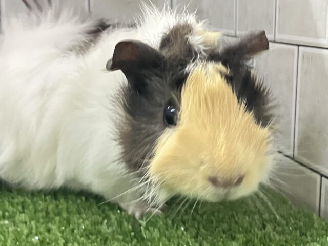 アビシニアンモルモット