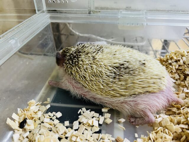 ハリネズミ（ヨツユビハリネズミ）