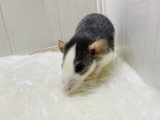 ファンシーラット