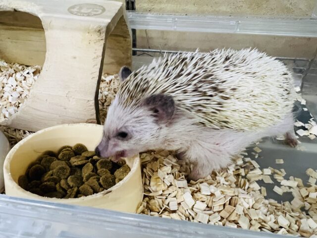 ハリネズミ（ヨツユビハリネズミ）