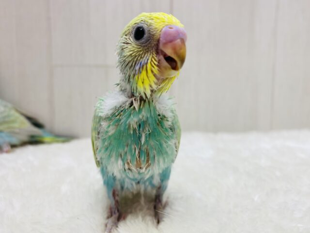 セキセイインコ