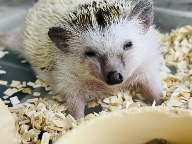 ハリネズミ（ヨツユビハリネズミ）