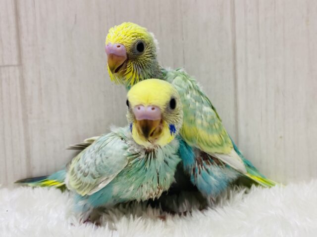 セキセイインコ