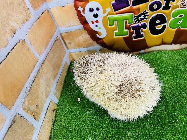 ハリネズミ（ヨツユビハリネズミ）