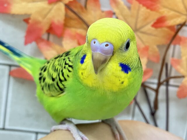 セキセイインコ
