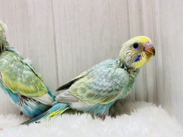 セキセイインコ