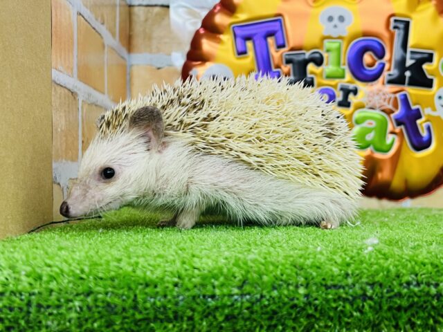 ハリネズミ（ヨツユビハリネズミ）