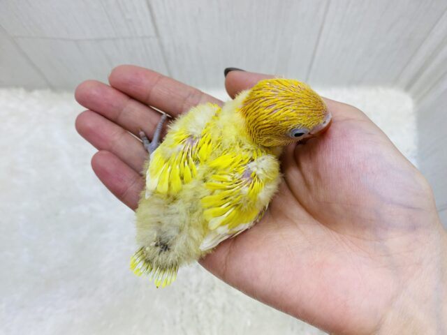 ヤマブキボタンインコ