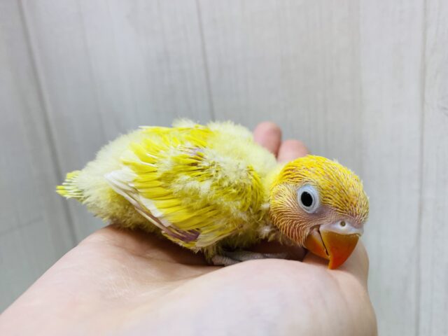 ヤマブキボタンインコ