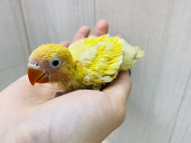 ヤマブキボタンインコ