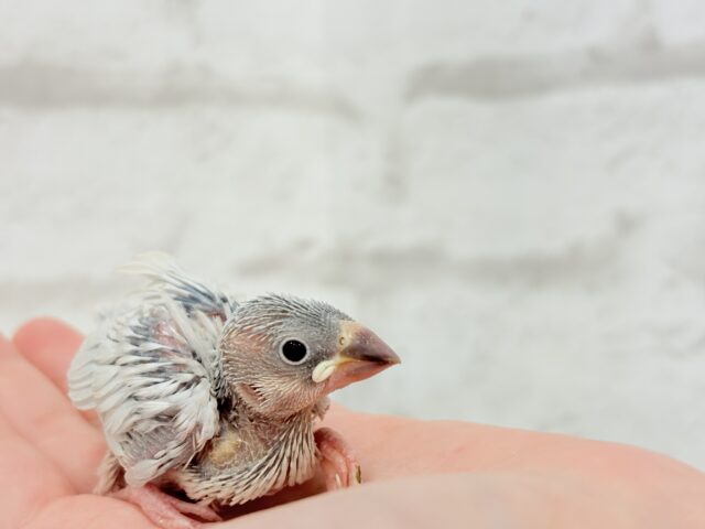 シルバー文鳥