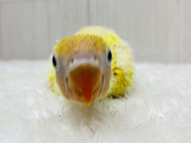ヤマブキボタンインコ