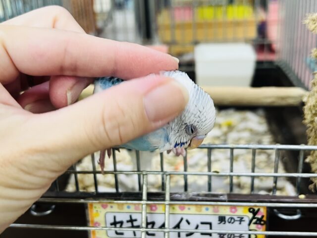 セキセイインコ