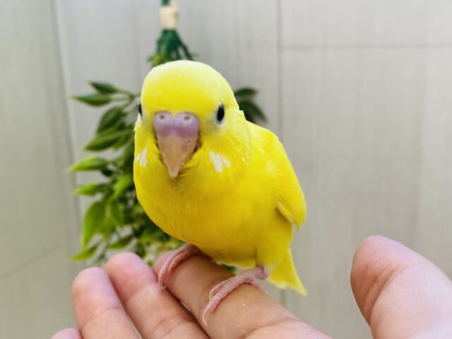 セキセイインコ