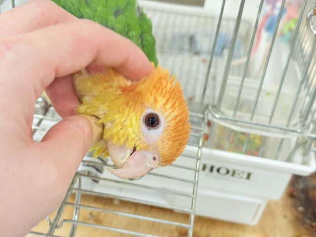 シロハラインコ