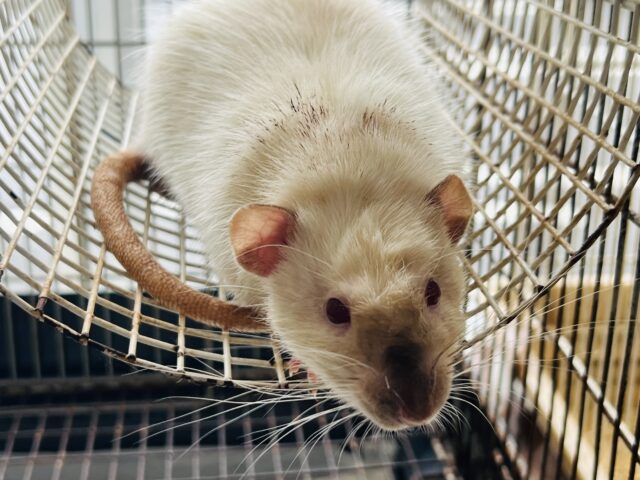 ファンシーラット