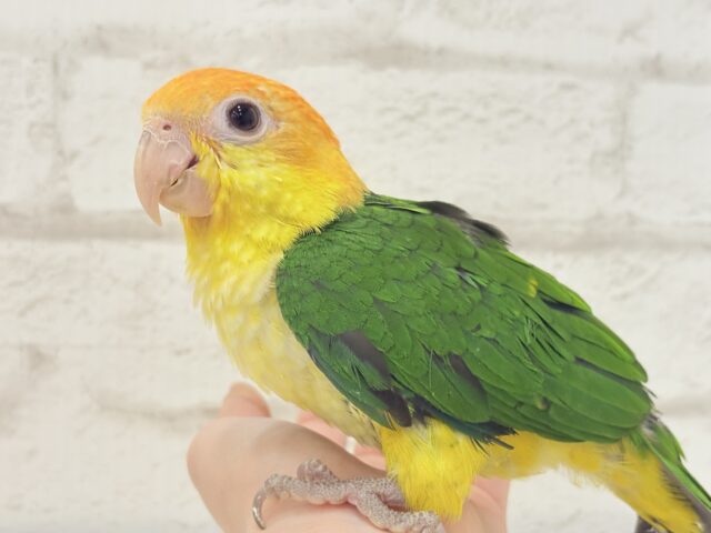 シロハラインコ