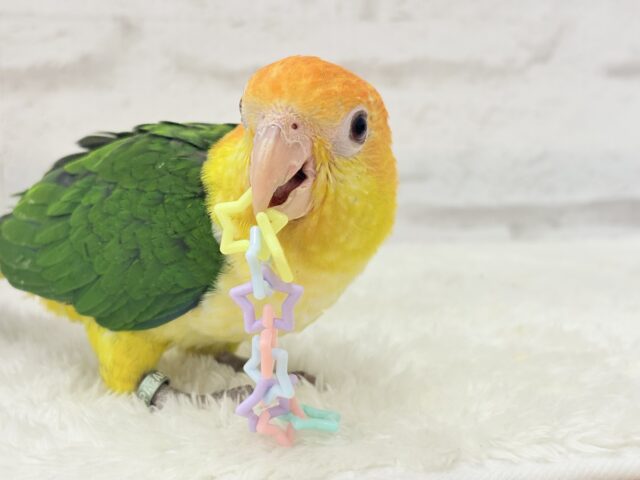 シロハラインコ