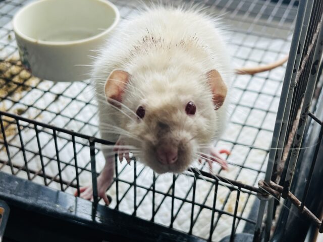 ファンシーラット