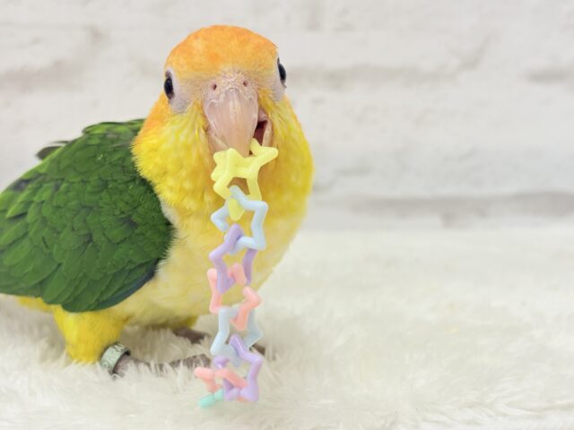シロハラインコ